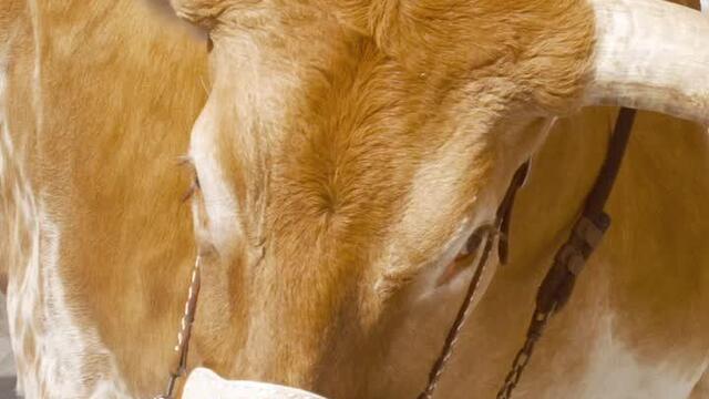 utexas-3507bbe9-8d73-406a-973d-2093b7409114.jpg